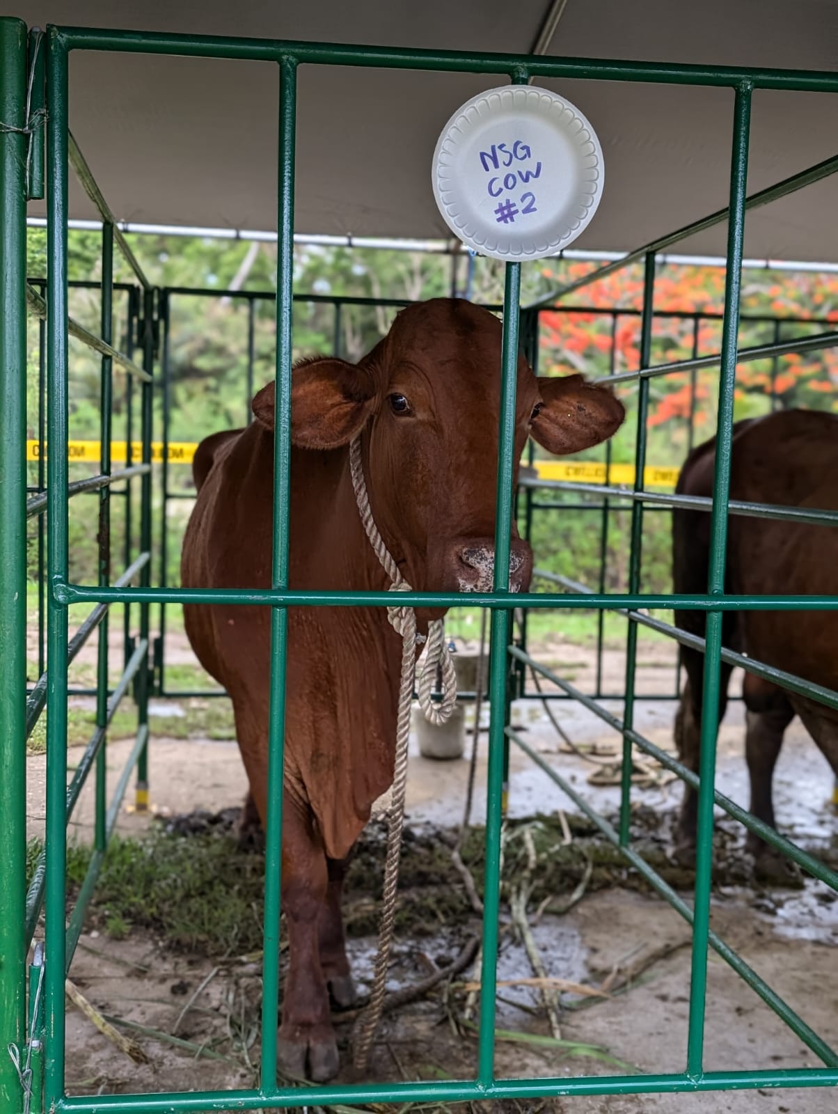 brown cow at agriculture fair