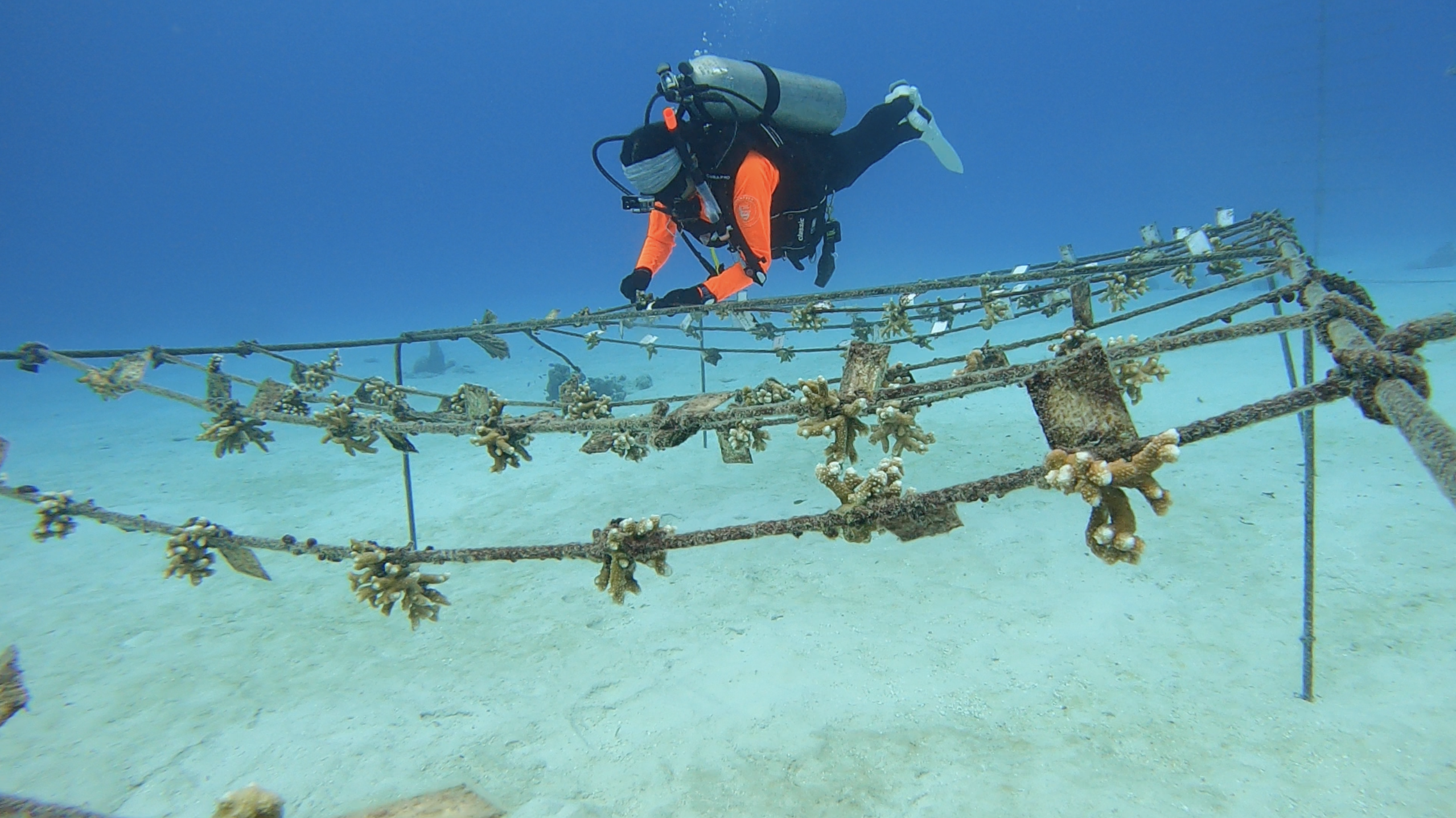 Coral restoration and response coordinator underwater