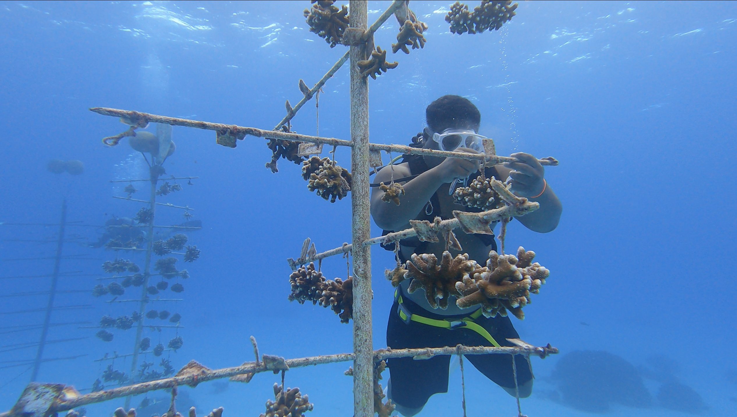 coral restoration technician underwater