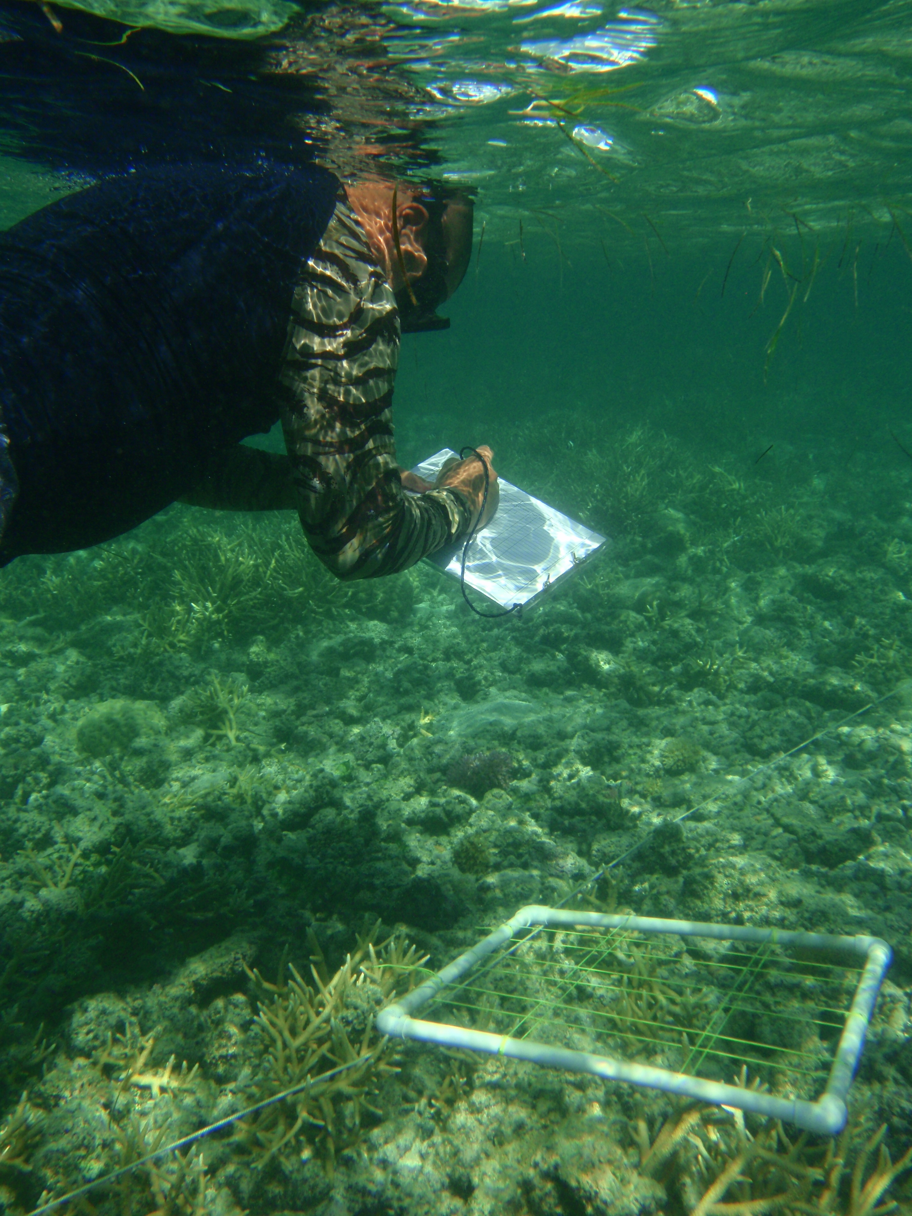 marine biologist underwater collecting data and writing on clipboard