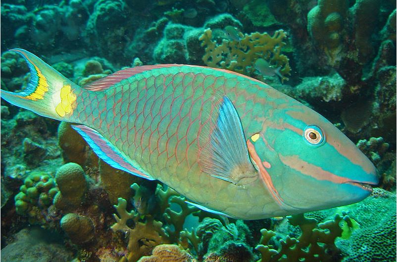 Parrot Fish. Image Source: dcrm.gov.mp