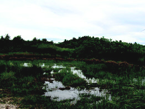 Costco Park Wetland Mitigation Pond